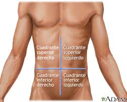 Resultado de imagen para ZONAS DEL ABDOMEN