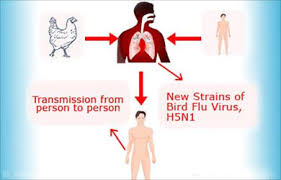 Image result for bird flu