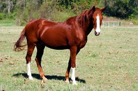 Image result for HORSE