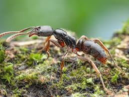 Invasive Art: Asiatische Nadelameise breitet sich in Deutschland aus