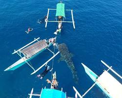 Gambar Wisatawan berinteraksi dengan hiu paus di Pantai Botubarani, Gorontalo