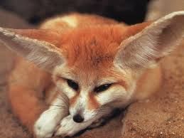 ผลการค้นหารูปภาพสำหรับ รูป fennec Fox