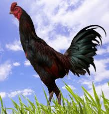 Hasil gambar untuk ayam birma hari ini