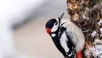  Woodpeckers give themselves brain damage – but this could be a good thing, scientists say