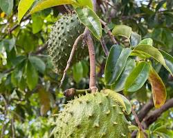 Image of Soursop fruit