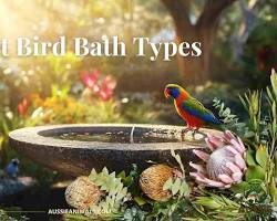 Hình ảnh về natural bird bath in a lush garden