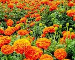 Gambar Tanaman Bunga Marigold