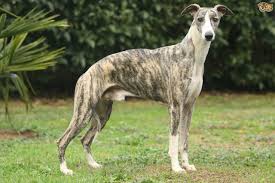 Resultado de imagem para whippet