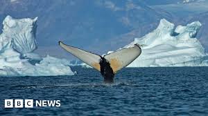 greenland Picture