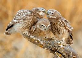 Image result for cute owl images