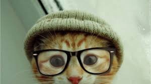 Hasil gambar untuk gambar kucing