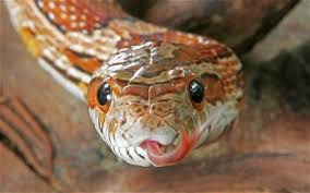 Image result for snake