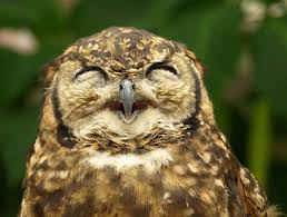 Image result for burung hantu wallpaper