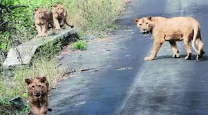 Image result for free pictures of chattbir zoo