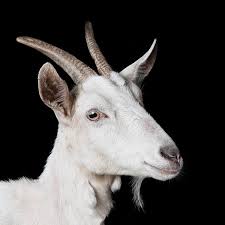 Image result for GOAT