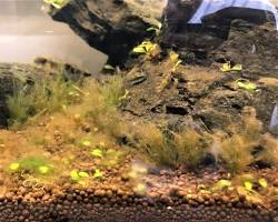 Image of fish tank with brown algae on the plants and rocks