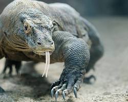 Image of Komodo dragons (animal)