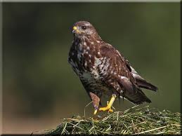 Výsledek obrázku pro káně mládě