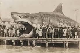 In the early 20th century, a German fishing vessel named the *Seesturm* made an extraordinary discovery that would forever alter the understanding of marine life. While navigating the North Sea's choppy waters,