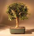 Indoor Bonsai Care - A Guide to Bonsai Basics :How to Grow Bonsai