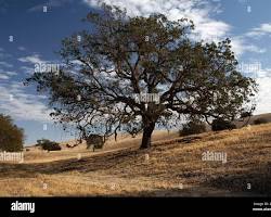 Image of majestic California oak tree
