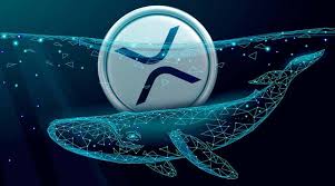 هجوم نهنگ‌ها و انباشت ۱۷۰ میلیون ریپل در کف قیمت؛ روند نزولی XRP متوقف می‌شود؟