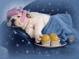 Résultat de recherche d'images pour "gifs humour animaux"