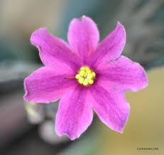 Image result for i can count the petals of a flower