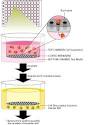 Carbohydrates - Chemistry Encyclopedia - structure, reaction