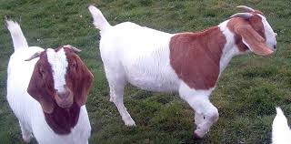Image result for GOAT
