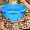 Story image for Best Reptile Amphibian Supplies Reptile Amphibian Habitat Heating Lighting For Sale from Southwest Virginia Today