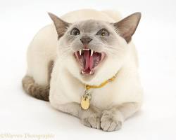 Siamese cat hissingの画像