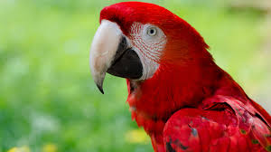 Image result for macaw parrot hd
