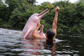 Resultado de imagen de delfines rosados