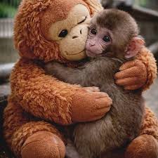 This is Baby Punch 🐒🧡 — the little monkey who stole ...