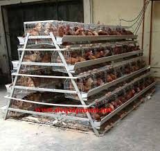 Image result for chicken cage