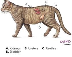 Image of Urinary tract infection in cats