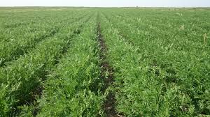 Image result for Picture of  lentil plant