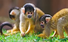 Image result for MONKEYS