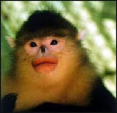 Image result for MONKEYS