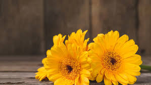 flores amarillas