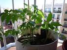 Tomates, Achat de plants de lgumes du potager - Jardinerie Truffaut