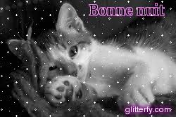 Résultat de recherche d'images pour "gif chatbonne nuit"