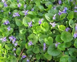 Sweet Violet plant