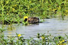 Image result for marais d