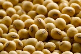 Image result for soya beans pdf