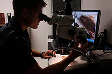 Image result for Entomology Studies