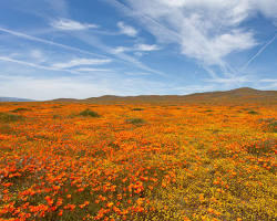 Image of California poppy field