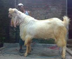 http:dewatogel777.blogspot.com