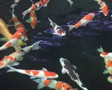 Japanese koi fish